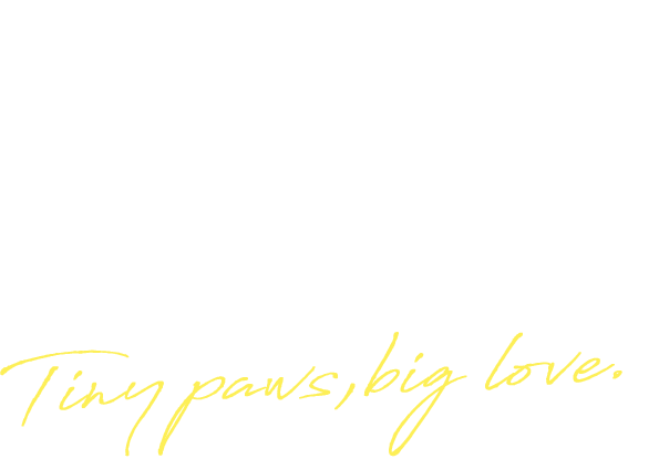小さな体に大きな愛。あなたの家族にチワワの魔法を。Tiny paws, big love.